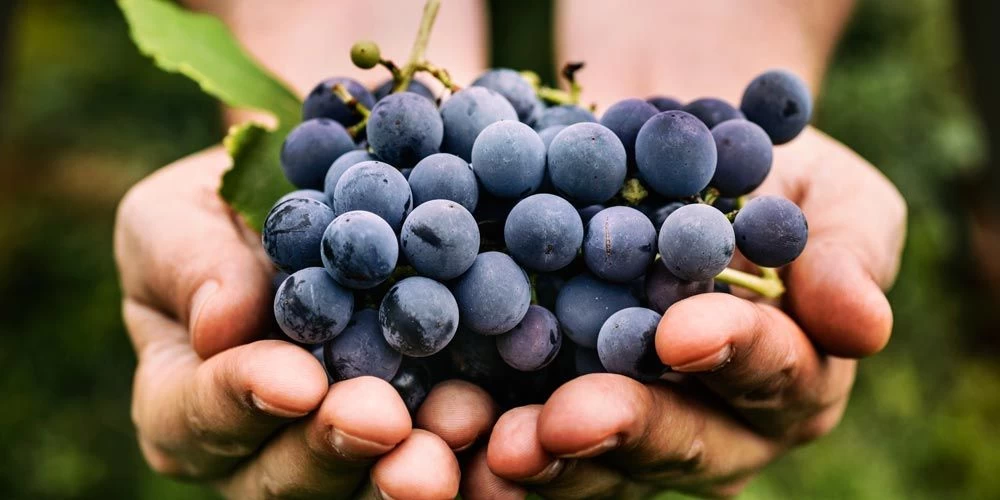 Δείτε ποιο μεσογειακό φρούτο προστατεύει από τον διαβήτη, τη φλεγμονή και την στεφανιαία νόσο